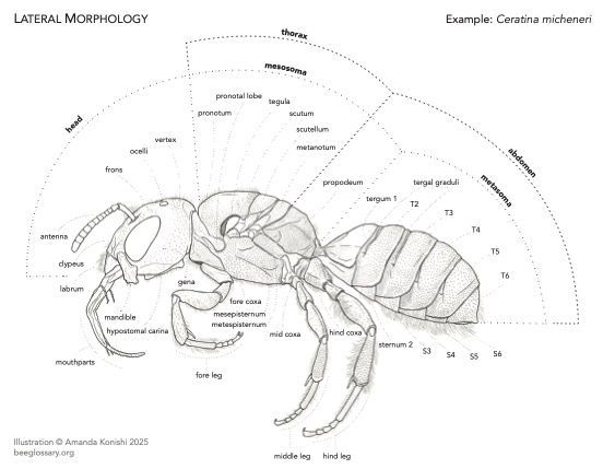 Bee Morphology Diagram 2